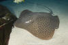 Leopard whipray