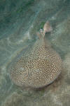 Marbled Torped Ray picture