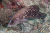 Mottled Soapfish