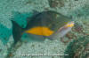 Orangeside Triggerfish
