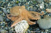 Pacific Red Octopus 