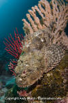 Pacific Spotted Scorpionfish