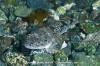 Pacific Staghorn Sculpin