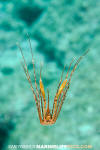 Panamic Arrow Crab