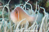 Pink Anemonefish 