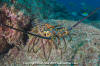 Pinto Spiny Lobster