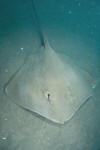 Roughtail Stingray pictures