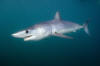 mako shark picture