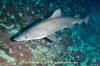 Smalltooth Sandtiger Shark