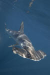 Smooth Hammerhead Shark pic