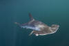 Smooth Hammerhead Shark