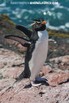 Southern Rockhopper Penguin