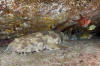 Spotted wobbegong 015