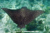 Spotted Eagleray 002