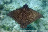 Spotted Eagleray 015