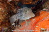 Spotted Sharpnose Puffer