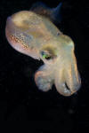 Stubby Squid 