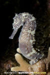 Tigertail Seahorse