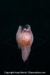 Winged Sea Slug
