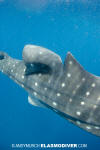 Wounded Whale Shark