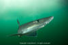 smooth dogfish / dusky smoothhound shark 002