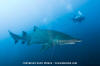 Sandtiger Shark 259