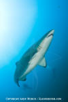 Sandtiger Shark 